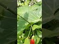 Nature ,sports, vlogs, comedy ,dance, science technology