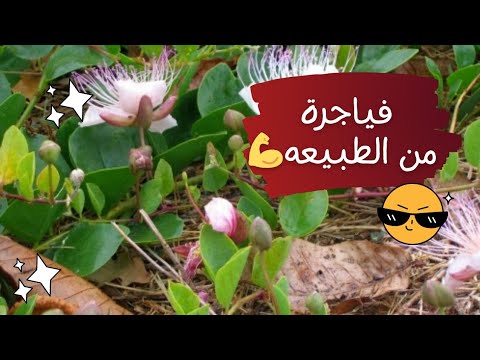 نبات القبار او الشفلح