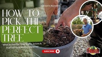 How to Pick the Right Tree 🌳 | Grafts, Scions, Rootstock & Branching Explained | Carson