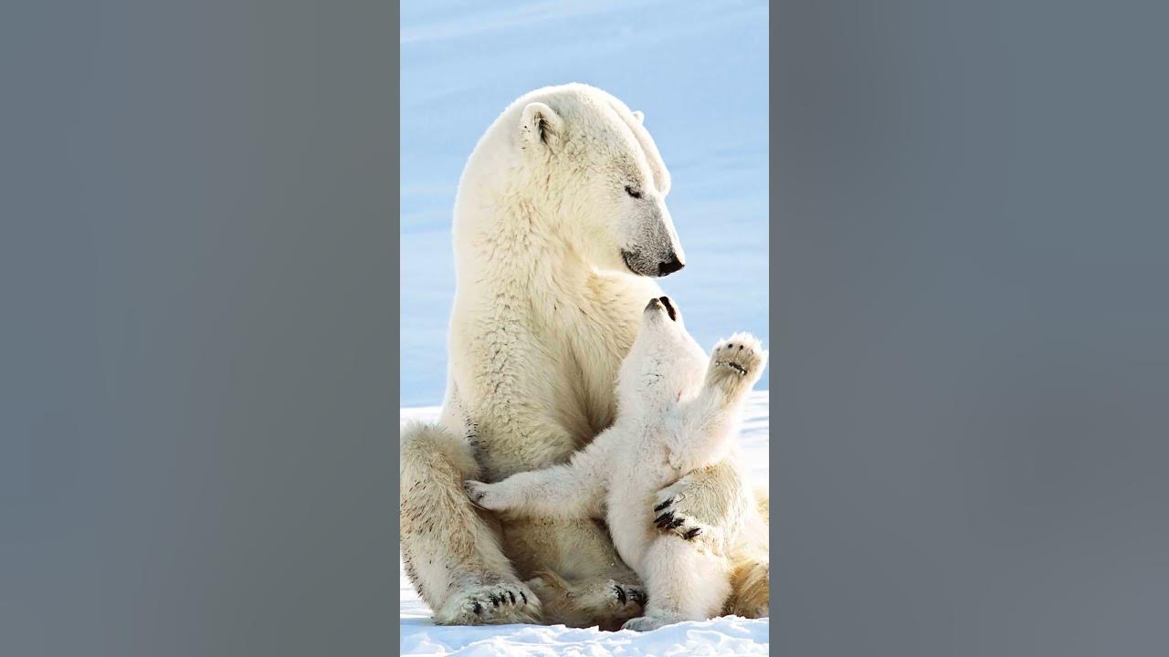 Нежная мощь великих странников🐻 Белый медведь - YouTube