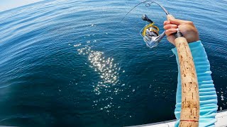 Wreck Fishing with Jigs & Crabs