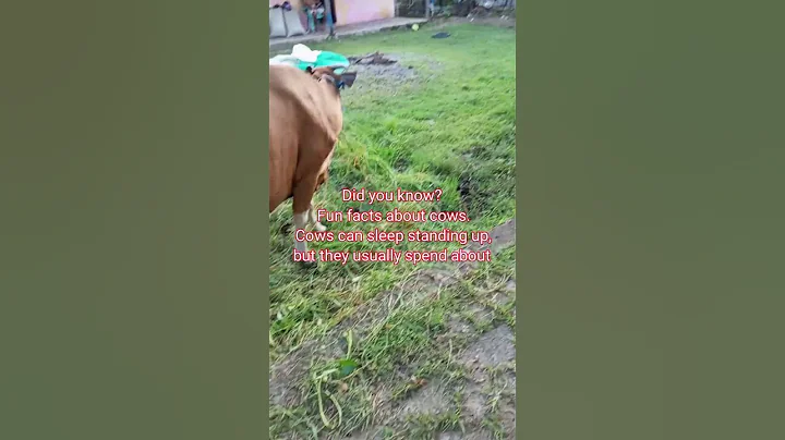 Did you know? Fun facts about cows #cow #animals #cows #farming #nature