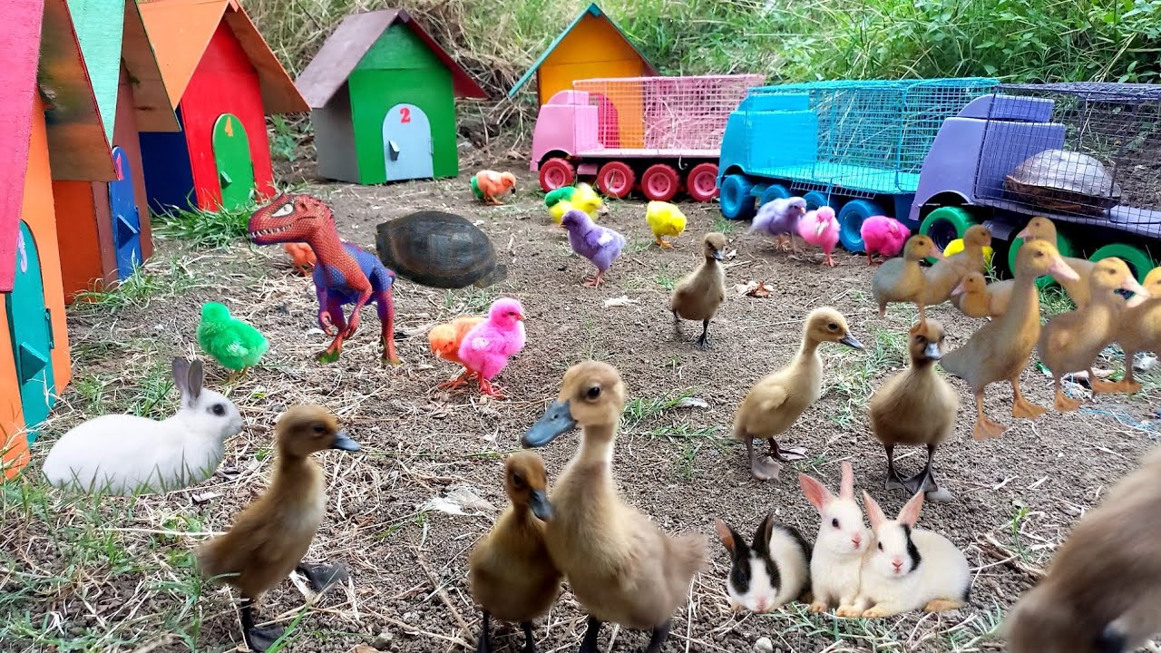 Truk Gandeng Angkut Bebek, Kelinci Lucu, Induk Sapi, Ayam Warna Warni, Kura-Kura, Unta Dan T-rex