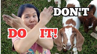 6 WORST MISTAKES a BEGINNER in Goats  MUST NOT DO! Pagkakambing