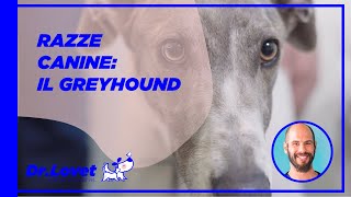 Speciale razze canine: il Greyhound