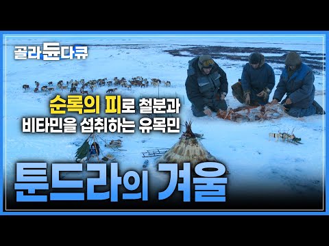 | 순록고기 <strong>도축</strong> | 가축 | 순록이 끄는 썰매타기 | 다큐프라임 | #골라듄다큐