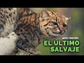 el GATO FANTASMA de SUDAMÉRICA (gato montés sudamericano)