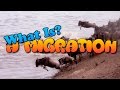 Animal Migration Quiz