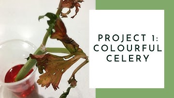 #1: Colourful Celery