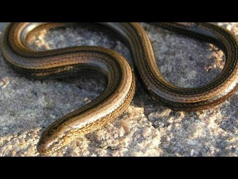 Video: What Is The Cult Of The Snake In India - Alternative View