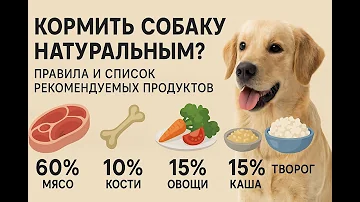 Кормить собаку натуралкой? - Правила и перечень рекомендованных продуктов для составления рациона.