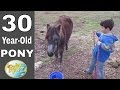30 Year-Old Pony