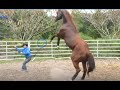 Horse Guy Tries To Fix Rearing Horse Problem Because The Owner Taught Rearing Was Right