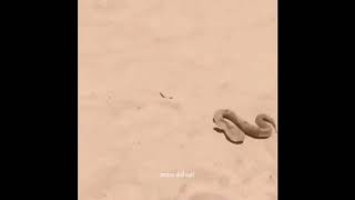 Im A Sneaky Sneaky Snake