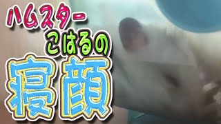 ハムスターこはるの寝顔で癒されます。（笑）