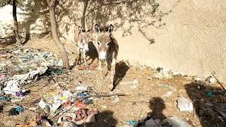 Excited Donkeys Mating And Enjoying In Jungle 