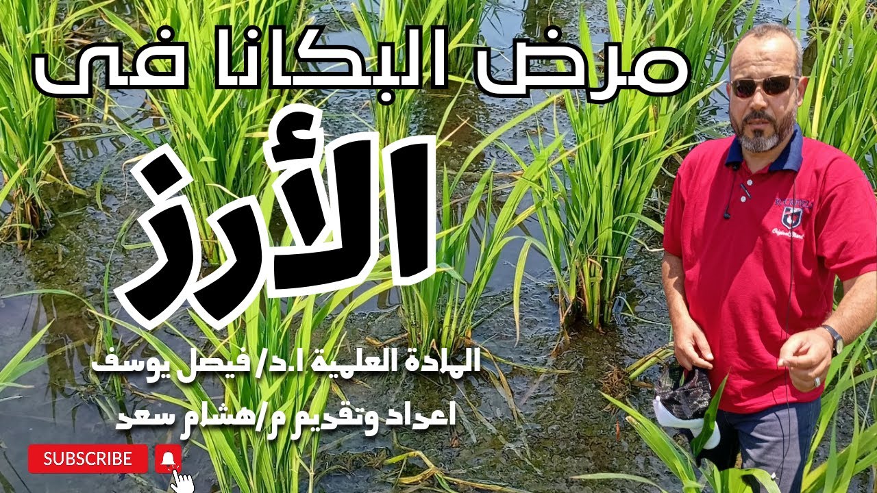 البكانا فى الارز الاعراض والعلاج؟؟؟؟اتعرف على اهم ما يميز المرض