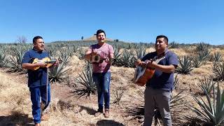 trio talento de la sierra  en los altos de  Jalisco (1)