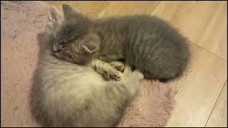 kittens early weeks compilation