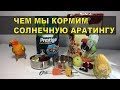 Чем мы кормим нашу Солнечную Аратингу Бруню.