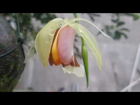 Video: Pinus berbunga lebat: deskripsi, distribusi, dan penyebab kepunahan