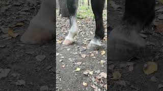 Horse Tramples A Mini Calculator