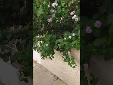 و من الأه ل من ه و أل د الخ ص ام