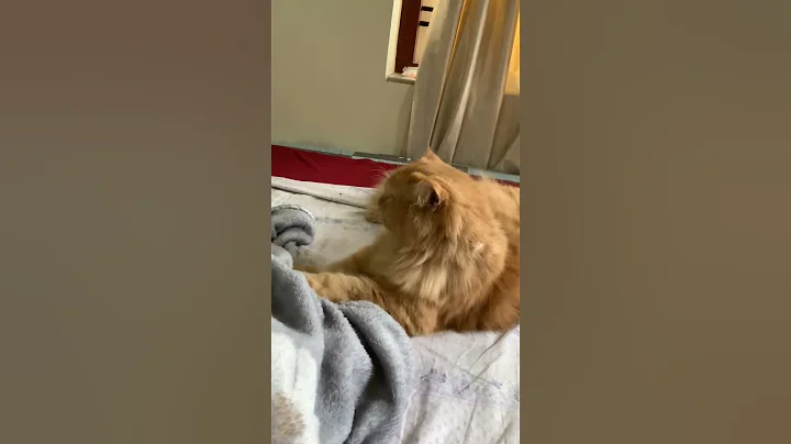 Watch the video about Miya#love #persiancat #catlover #naughty#beauty #funny #miya #lovable #pleasing #love # creative cat