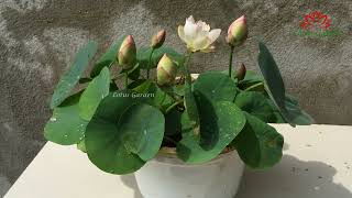 This type of lotus is suitable for homes with narrow spaces
