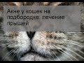 Акне у кошек на подбородке: лечение прыщей