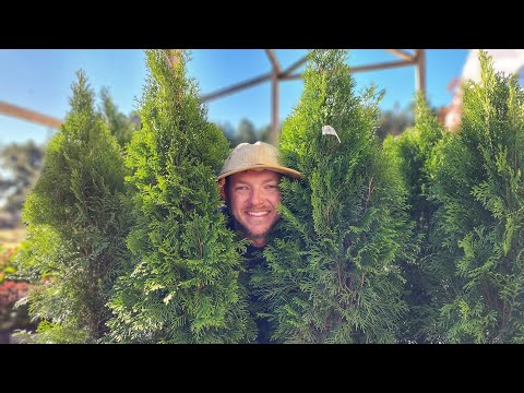 Video: Zone 9 Trees For Privacy - What Are The Best Screening Zone 9 Trees