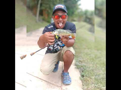 Peacock Bass makan petang 😁😚 - YouTube