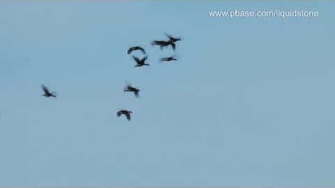 Wandering Whistling-Duck