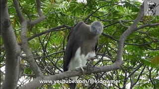 GREY-HEADED FISH EAGLE - an Unexpected visitor to my backyard