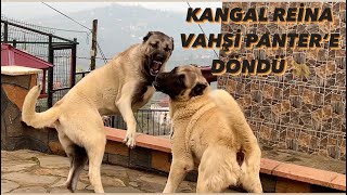 KANGAL REİNA BARONUN FİŞİNİ ÇEKİYORDU