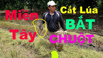 Cắt Lúa Bắt Chuột Đồng Ở MiềnTây(cut rice to catch mice)MTPL