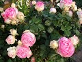 Pruning a Climbing Rose.