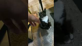 Stray tuxedo cat is hungry
