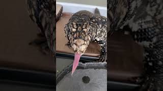 Egg eating Tegu
Egg eating Tegu Egg eating Tegu