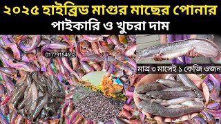 ২০২৫ সালের নতুন বছরের হাইব্রিড মাগুর মাছের পোনা | Hybrid magur fish farming business | Cat fish
