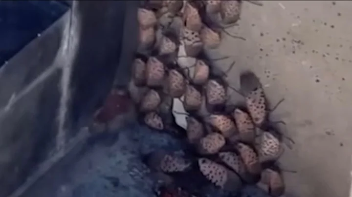 'Beat the Bug': NJ residents urged to kill invasive bug terrorizing community