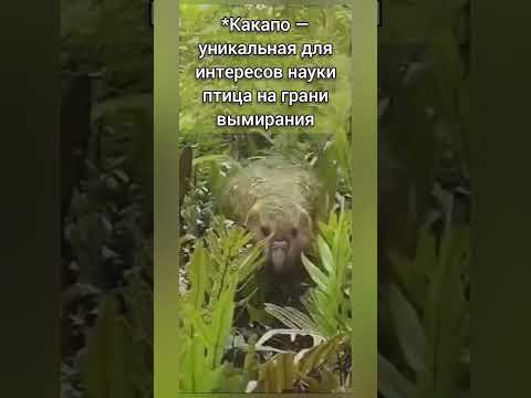 Какапо не заслуживает такого