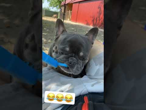 Cooper kutya homokozni