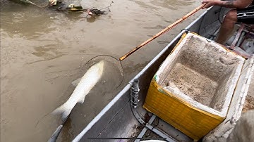 Khi mùa mưa bão  nước lũ về đi kích cá 22fet được nhiều cá trắm khủng quá các bác ạ.0985802199