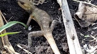 This is how if a chameleon is laying eggs