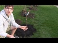 Complete Guide to Transplanting Fruit Trees - Grow an Orchard at Home!