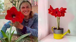 Robertas Spring Amaryllis With Planter On Qvc