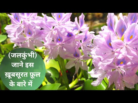 वीडियो: जलकुंभी सबसे खूबसूरत पौधों में से एक है