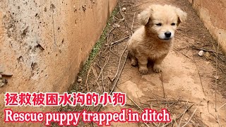 The poor puppy was trapped in the ditch for many days and almost starved to death.