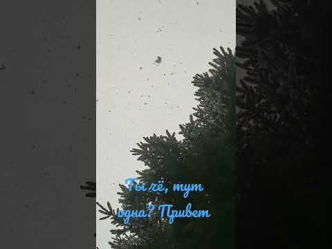 Хлопья летят наверх...The flakes fly up #shorts #хлопьялктятнаверх